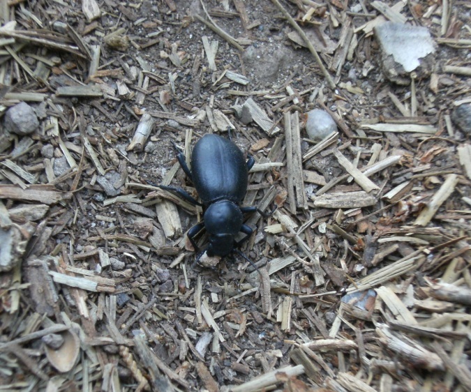 Tenebrionide